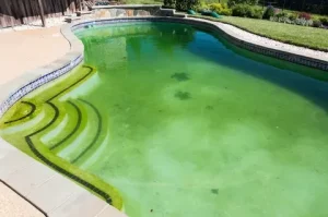 winterizing pool chemicals types of swimming pool algae