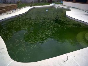 Green Pool Green Pool