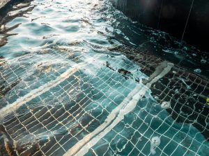 Best Pool Maintenance Services in Cypress